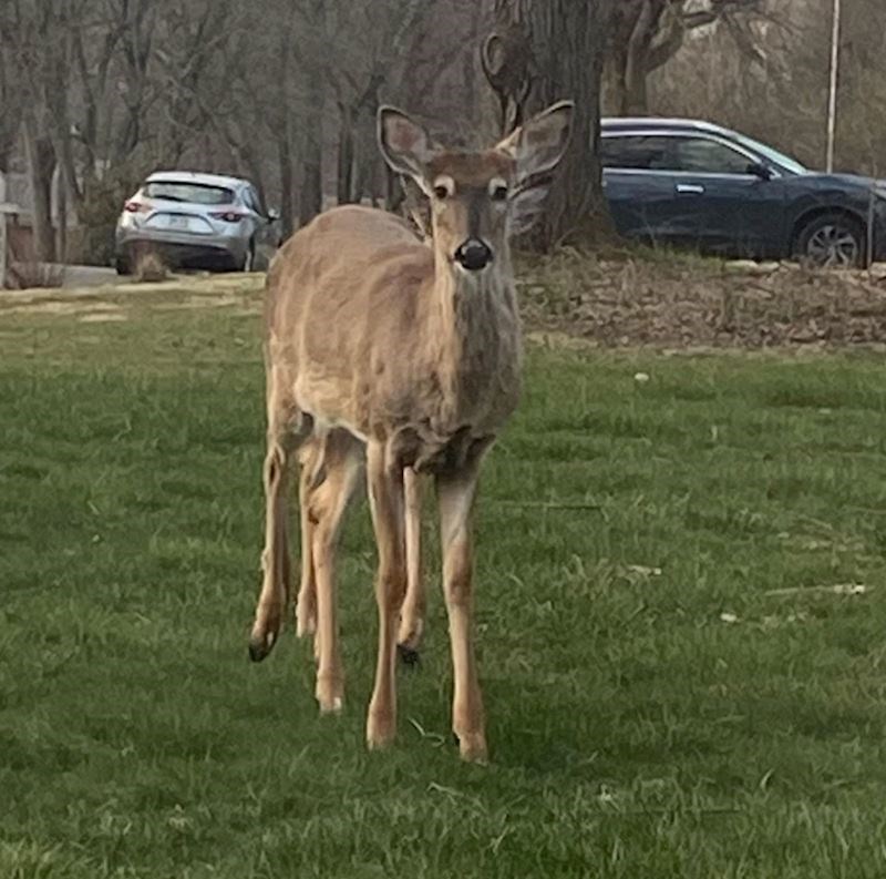 6. "Ovaj jelen s puno nogu"