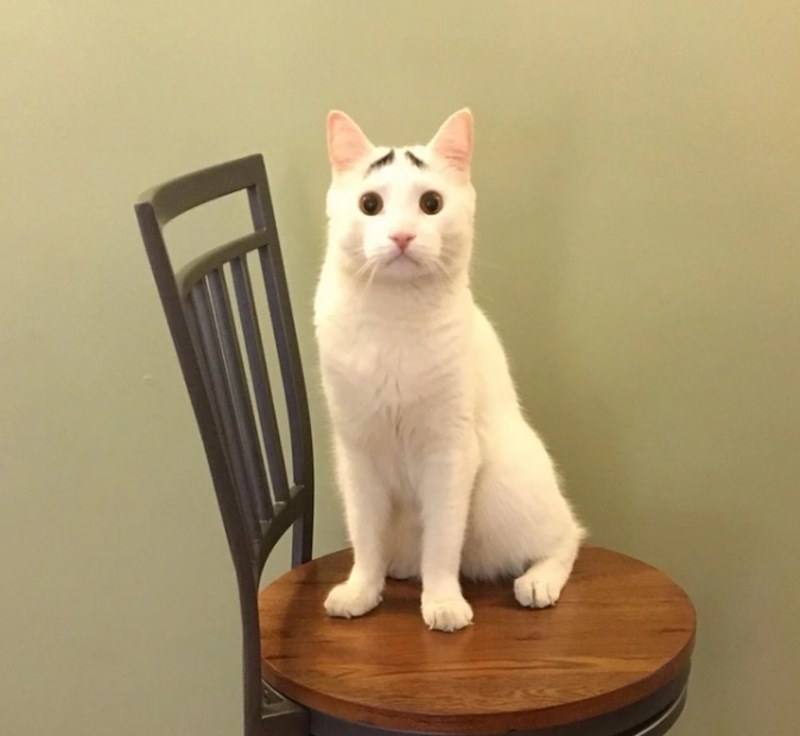 1. Ovaj mačak ima obrve.