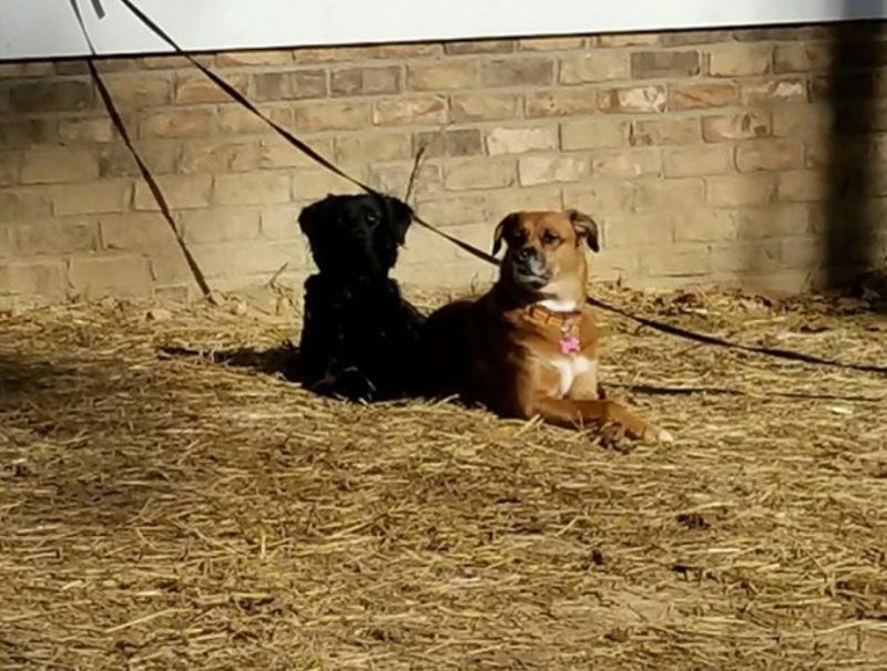 2. "Moj crni pas na ovoj slici izgleda kao sjena smeđeg psa."