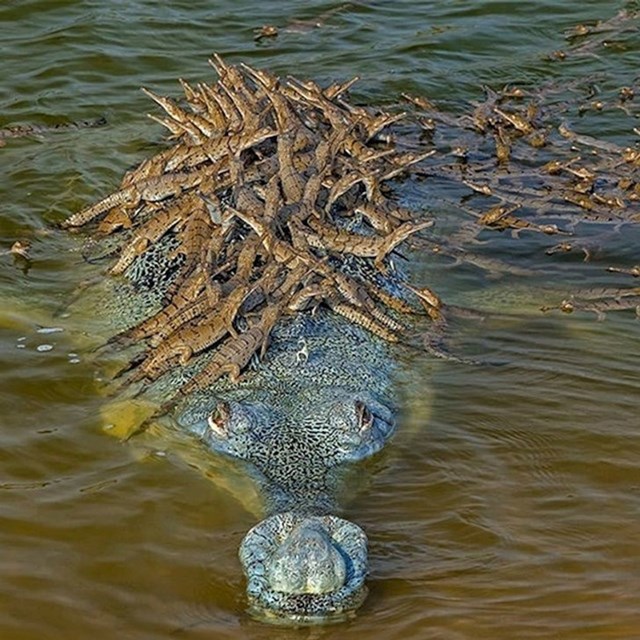 Krokodil prenosi svoje mlade na drugu stranu obale.