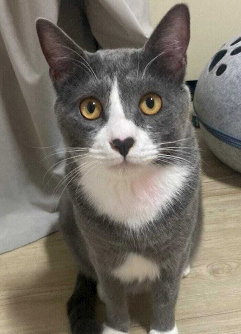 14. Osim što je prekrasan, još ima i nos u obliku srca 😍