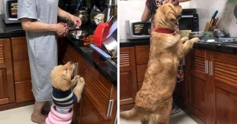 10+ dirljivih fotografija koje pokazuju da vrijeme prolazi, ali neke stvari se nikad ne mijenjaju