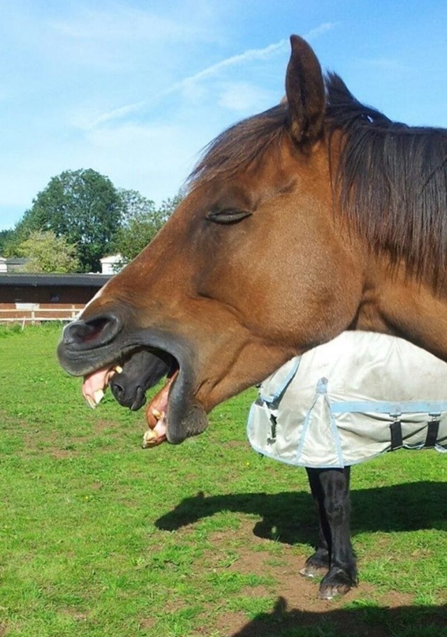 12. Konj je pojeo konja, ili...? 😂