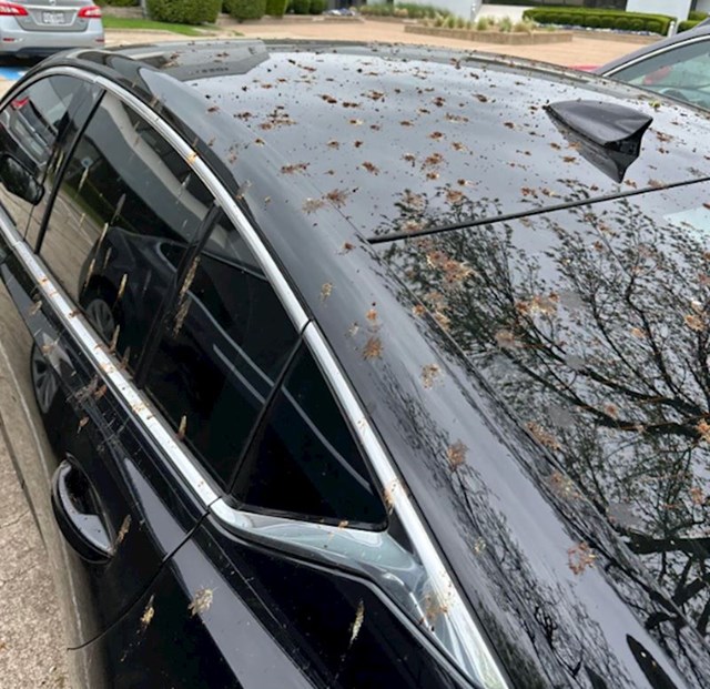 "Ptice su baš odabrale moj auto, dobro da sam ga jučer detaljno oprao i očistio"