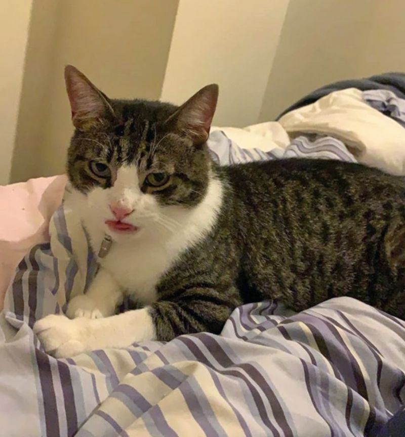 "Cura mi je poslala ovu sliku uz opis: Pomirisao ti je gaće."