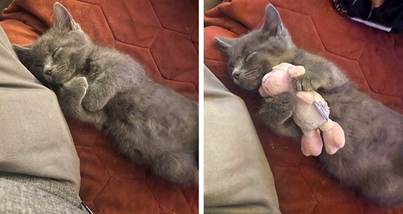 12. "Koliko je nevjerojatno sladak!"