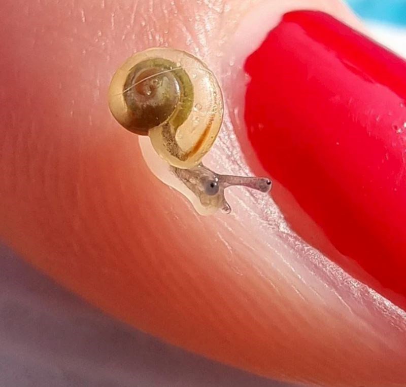 5. Nikad nismo vidjeli malog puža, ali baš zanimljivo izgleda