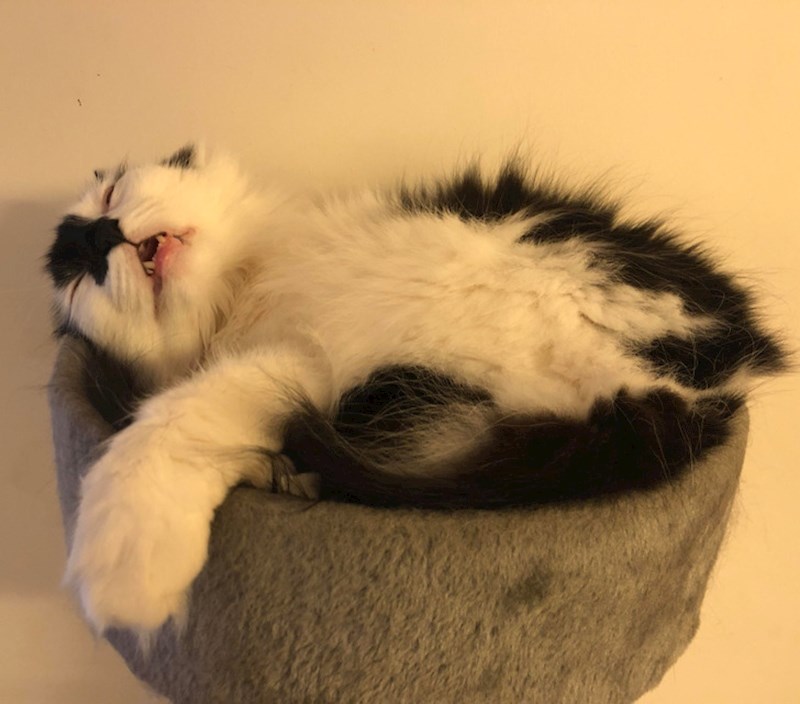 10. Ovaj mačak izgleda kao da je baš zaslužio odmor