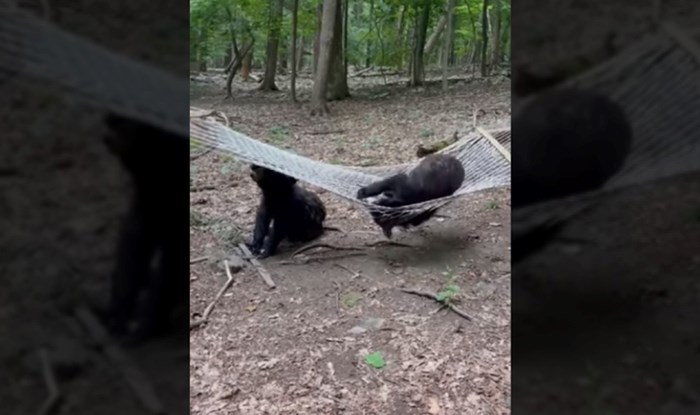 Snimka medvjedića koji se igraju na ležaljci oduševila ljude, nešto ovako slatko dugo niste vidjeli