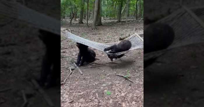 Snimka medvjedića koji se igraju na ležaljci oduševila ljude, nešto ovako slatko dugo niste vidjeli