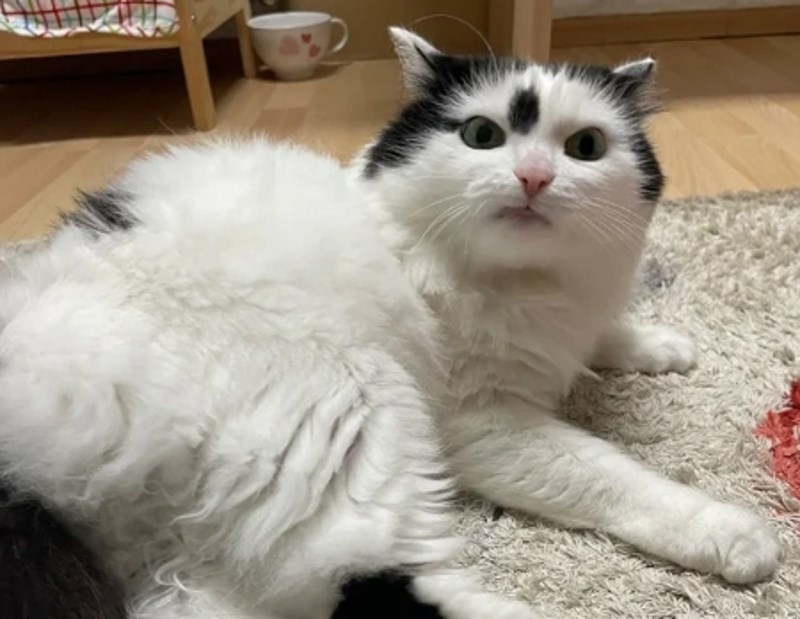 "Naljutila se na nas jer joj nismo dali da liže tepih."