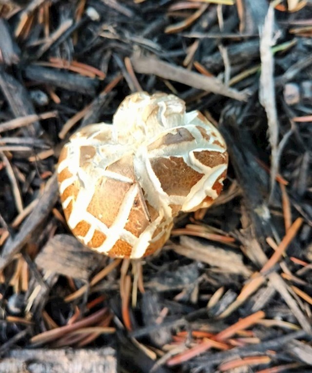 Ne ovo nije kokica, nego gljiva