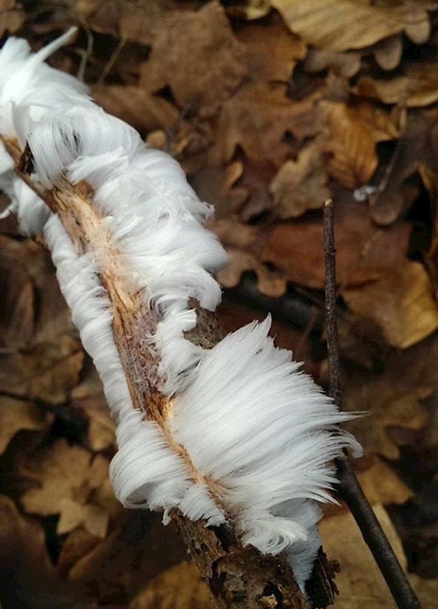 Kada se poslože uvjeti niskih temperatura i vlage, na mrtvom drvetu led može poprimiti ovaj oblik. Pojava se zove "ledena vuna"