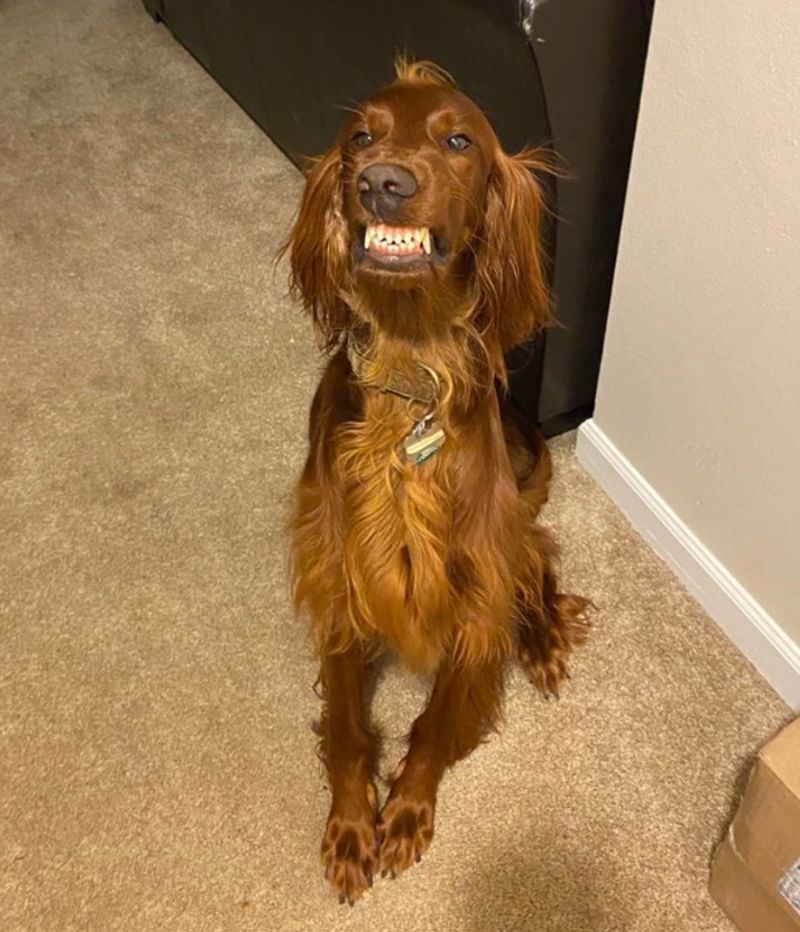 "Ovako me dočeka svaki dan kad dođem doma s posla."