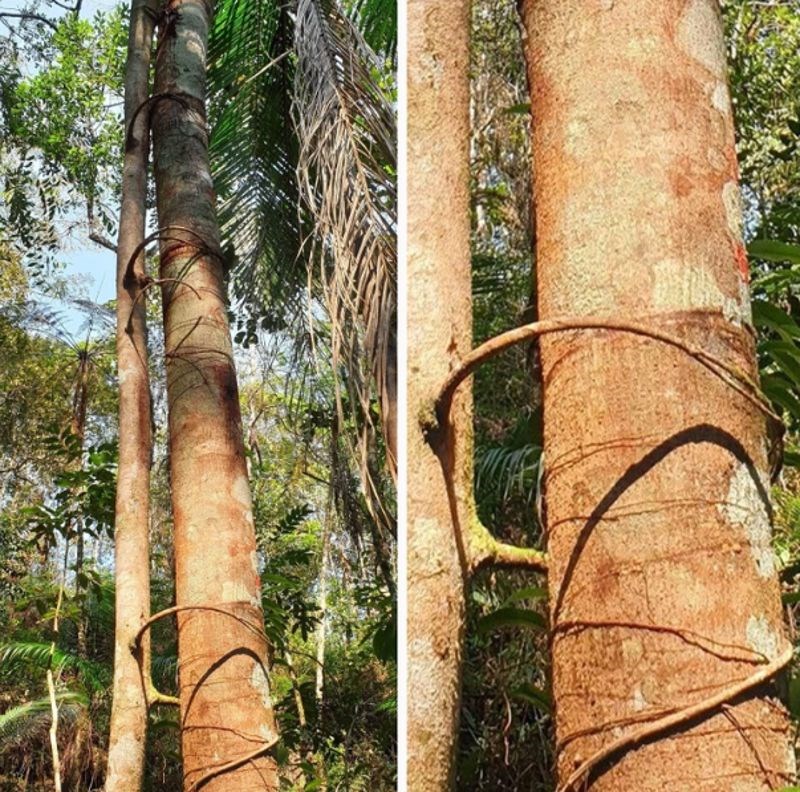 12. Lijevo drvo kao da grli desno.