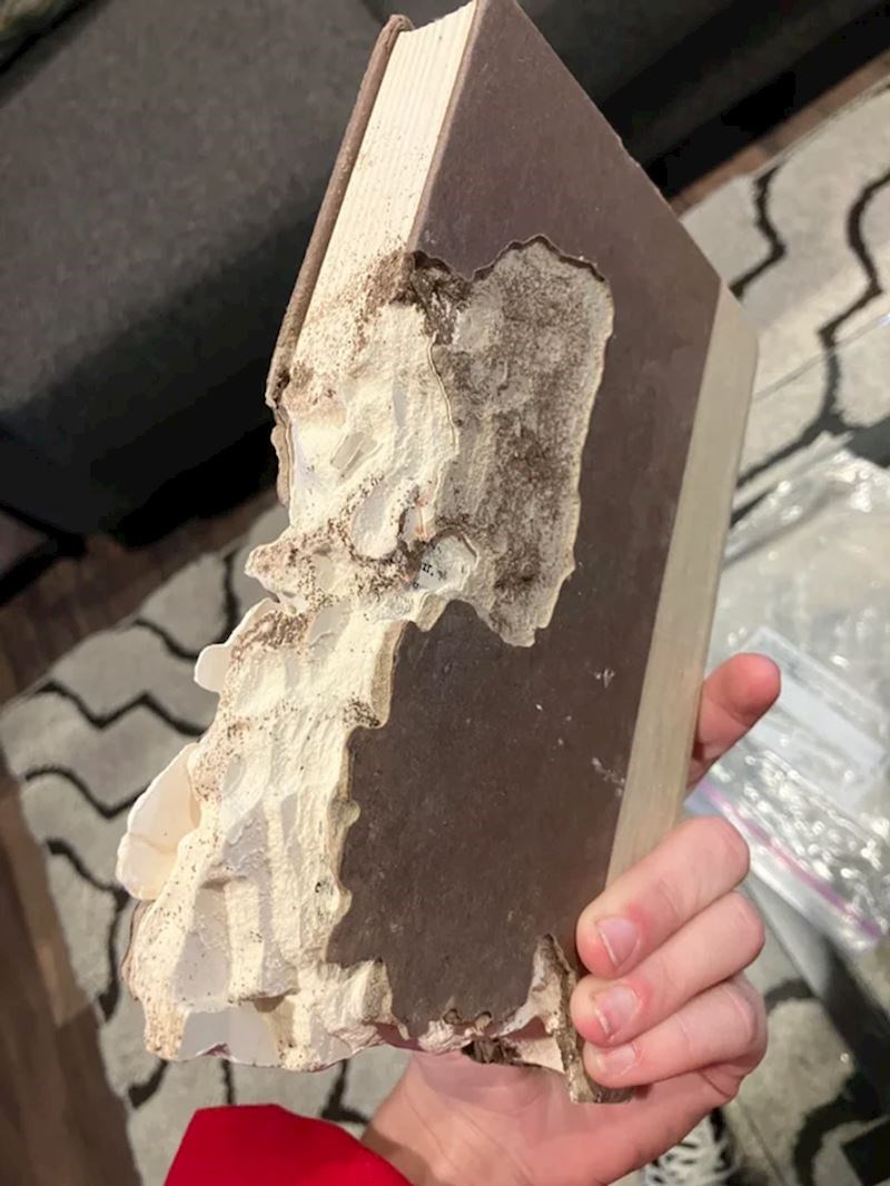 13. "Evo kako izgleda knjiga nakon "napada" termita"