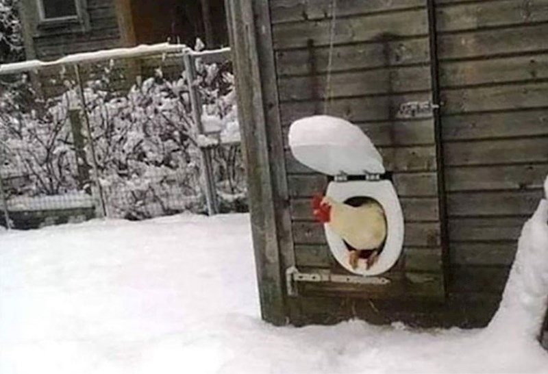 1. Ovakav izlaz iz kokošinjca još nismo vidjeli