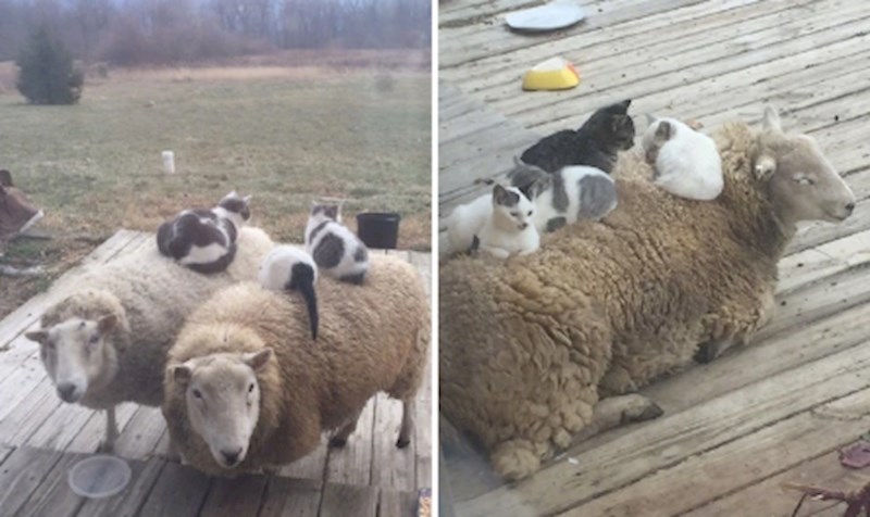 3. Pronašle su svoj tron.