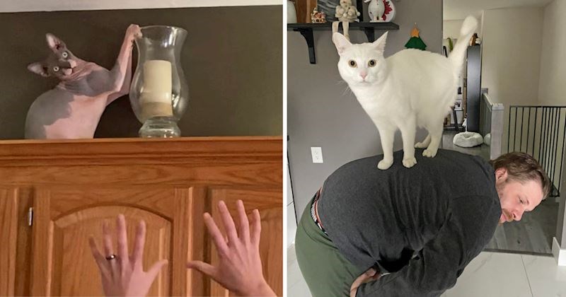 18 ljubimaca koji su vlasnicima odlučili pokazati tko je pravi gazda u kući, fotke su urnebesne