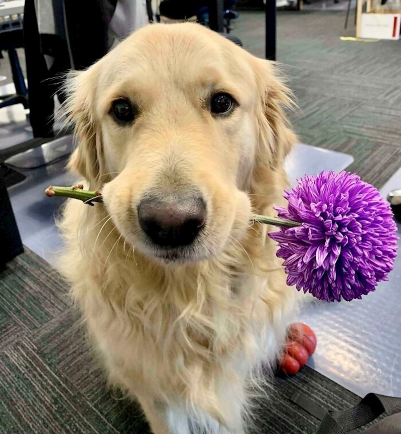 "Donio mi je cvijet za rođendan. Ne treba mi ništa drugo"