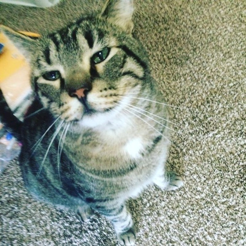 8. Mačak Mufasa spasio je vlasnicu od zmije koja se ušuljala u njezinu spavaću sobu dok je spavala