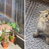 15+ fotki luckastih mačaka i pasa koje dokazuju da nam životinje uvijek mogu popraviti raspoloženje