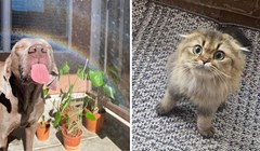 15+ fotki luckastih mačaka i pasa koje dokazuju da nam životinje uvijek mogu popraviti raspoloženje