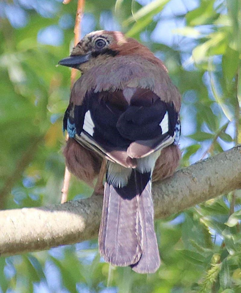 11. Ptica izgleda kao da je često u teretani