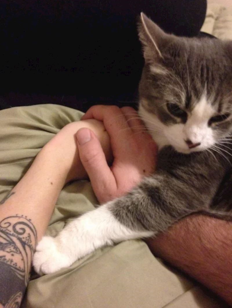 5. "Privatnost ne postoji otkad smo doveli mačku"