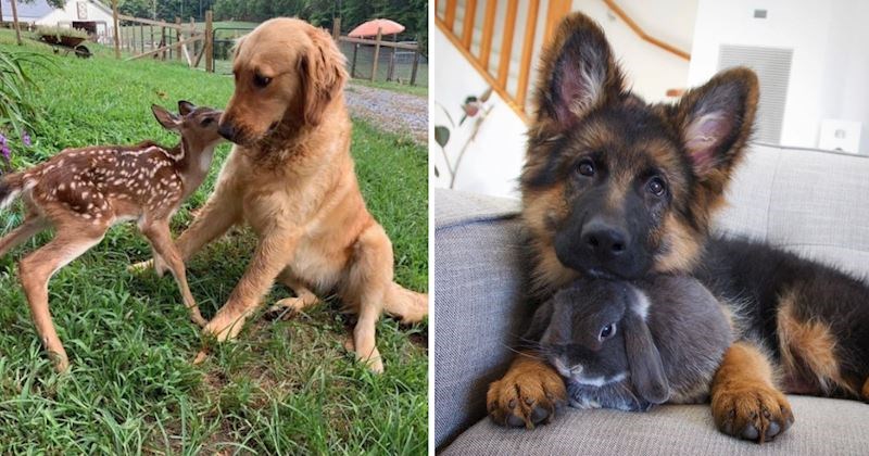 20 fotki neobičnih životinjskih prijateljstava koje će vam uljepšati dan, prizori su baš predivni