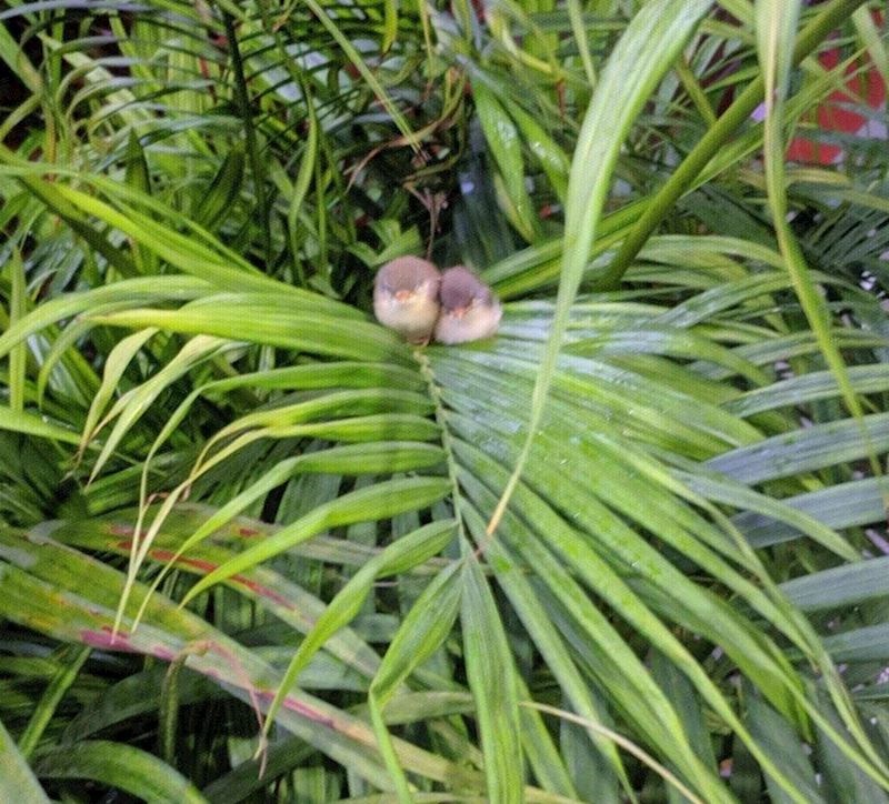 1. "Danas sam vidjela ove preslatke ptičice"