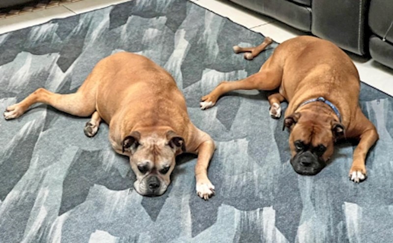 5. "Moji psi leže u identičnim pozama."