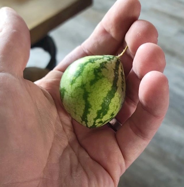 12. "Moja tata je pokušao uzgajati lubenice, evo jedne..."