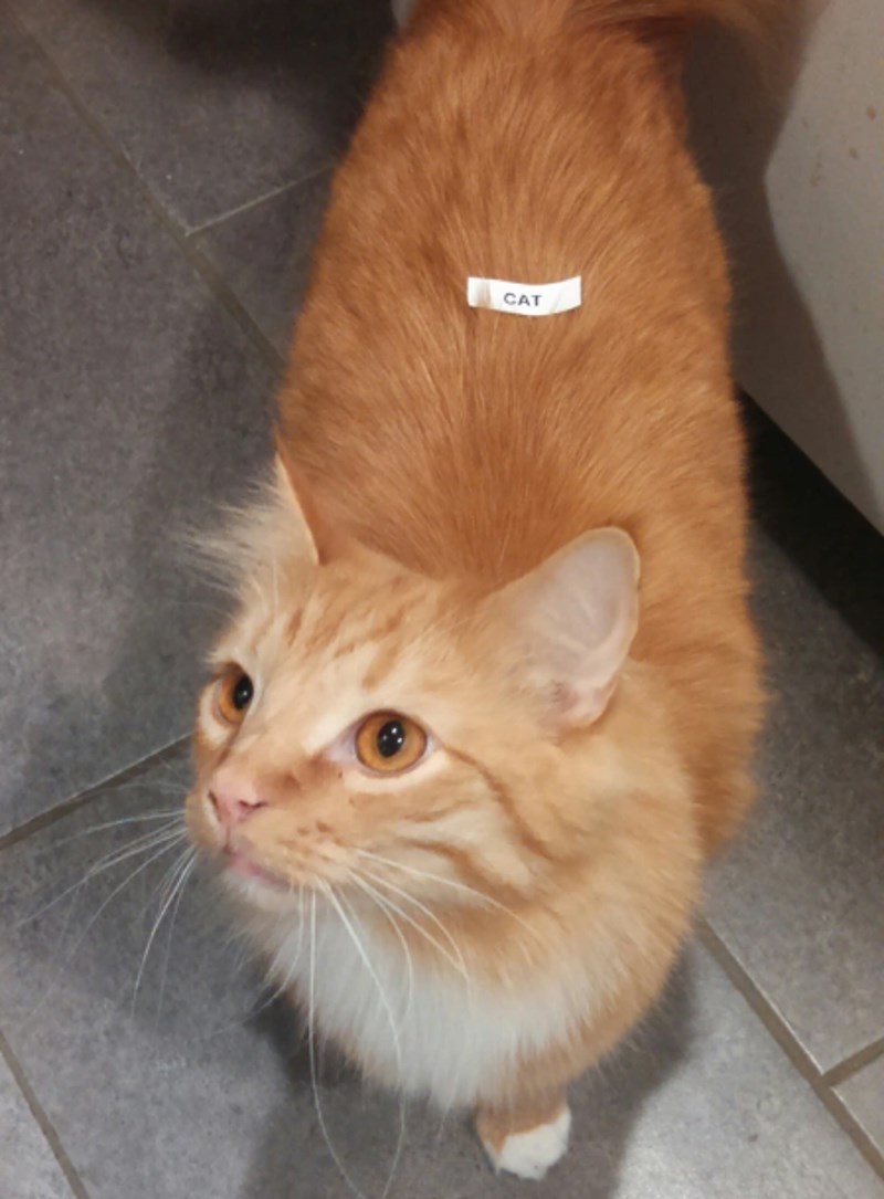 6. "Moj dečko je kupio uređaj za etikete, sad radi ovakve stvari..."