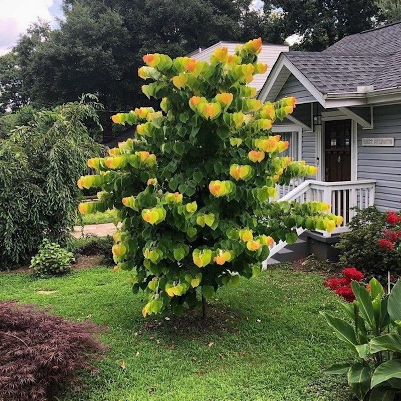 7. "Ne, ovo nije mutna fotografija već tako izgleda stablo u mom dvorištu"