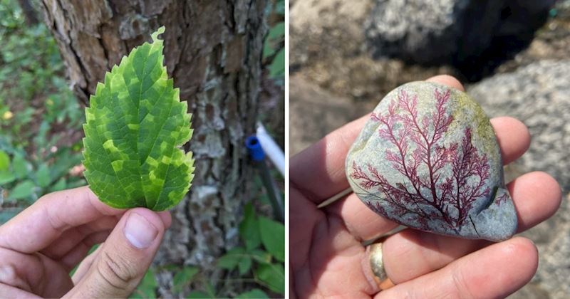 11 nesvakidašnjih prizora koji dokazuju da nas priroda neprestano iznenađuje svojom ljepotom