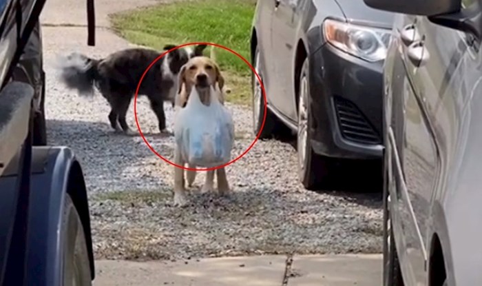 Video psa koji nosi namirnice osvojio je Internet, u svega dva dana pogledan je više od 20 mil. puta