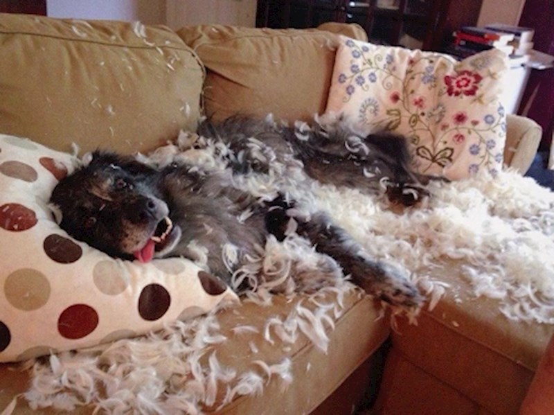 14. "Baš me dobar prizor dočekao doma."