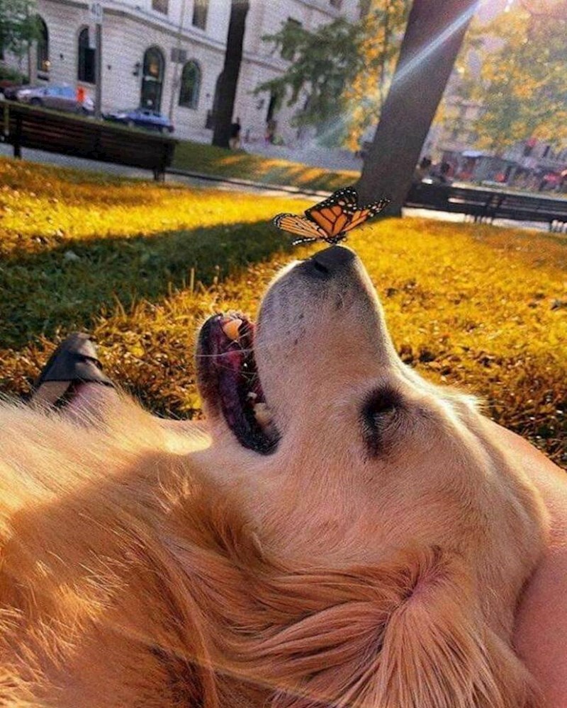 4. "Snimila sam predivnu fotografiju svog psa s leptirom."