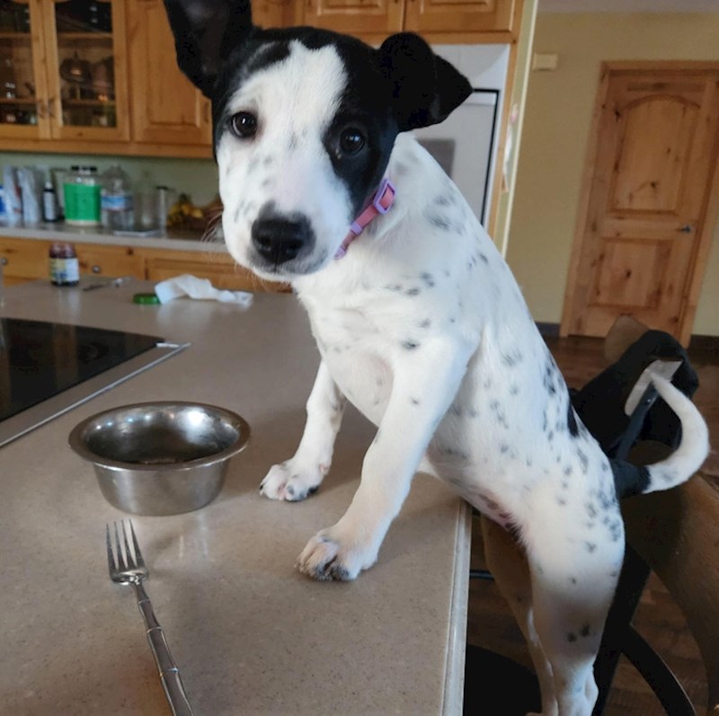 13. "Kao da mi želi poručiti: 'Daj mi hraneeeeee'"