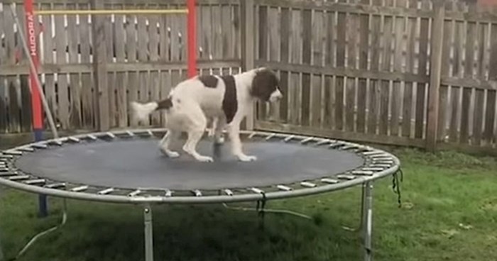 Pas se prvi put igrao na trampolinu i imao preslatku rekaciju, video će vam izmamiti osmijeh na lice