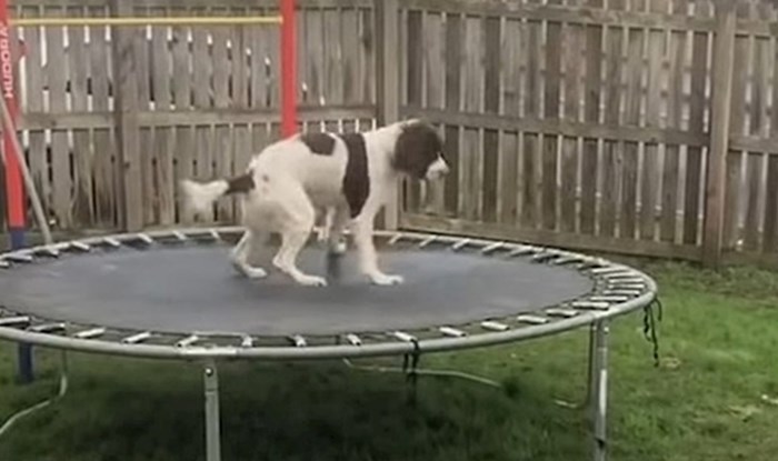 Pas se prvi put igrao na trampolinu i imao preslatku rekaciju, video će vam izmamiti osmijeh na lice