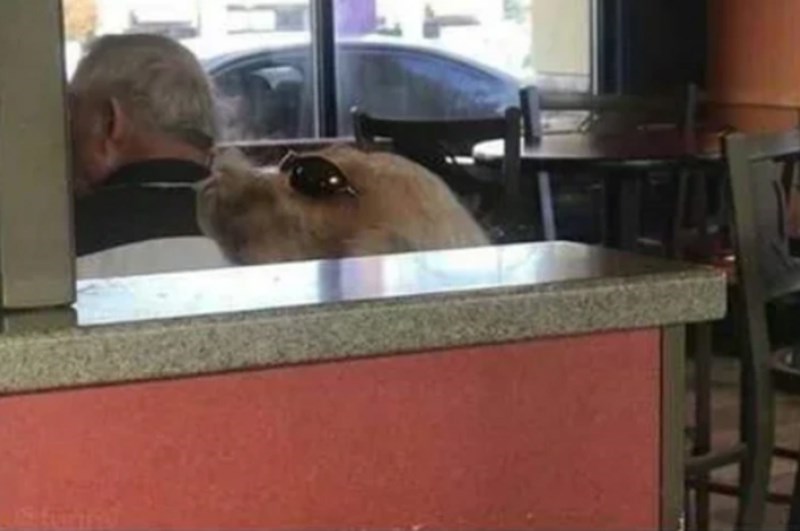 14. Ako ste i vi pomislili da je ovo pas, dobrodošli u klub.