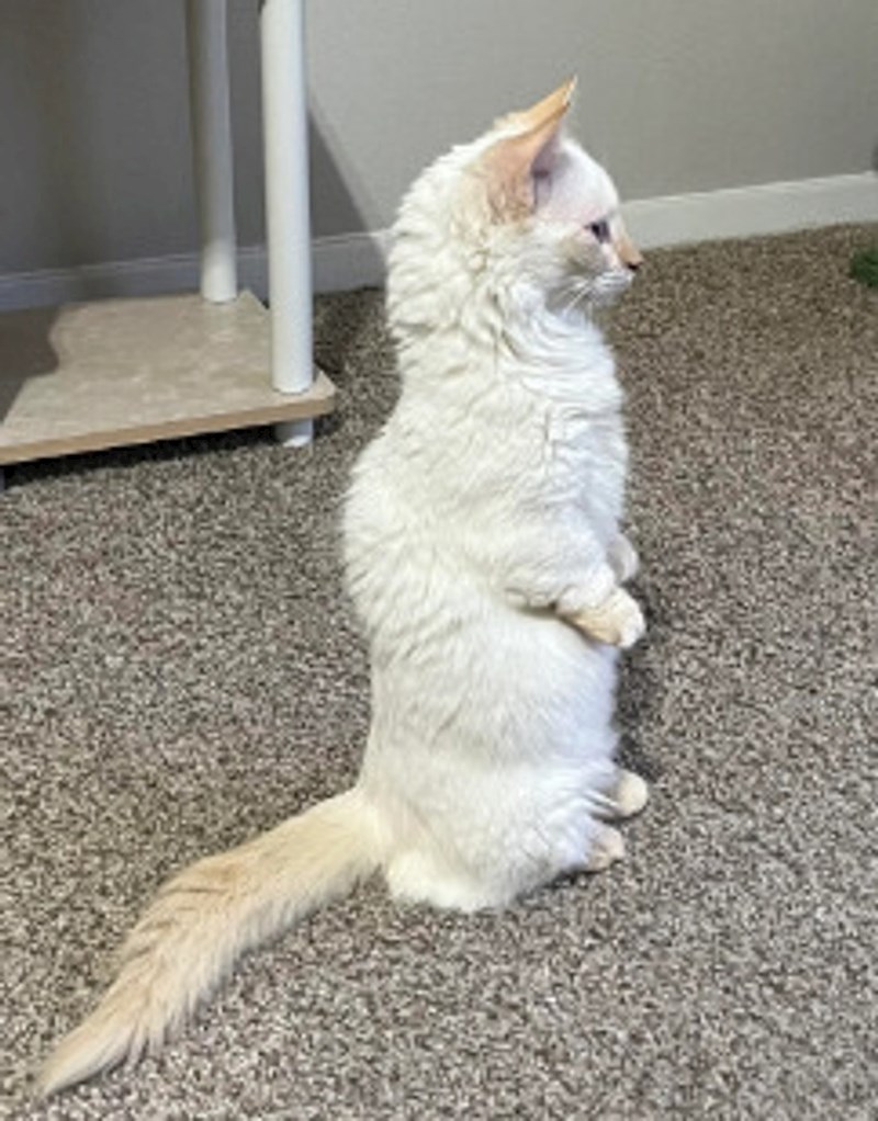 5. "Nekad stvarno ne razumijem svoju mačku, ali je mi je preslatko dok ovako stoji"