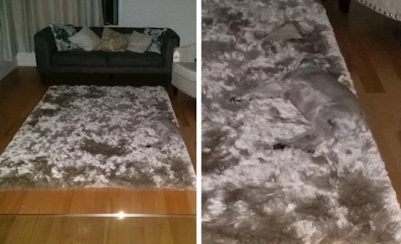 "Zamalo sam nagazila na psa."