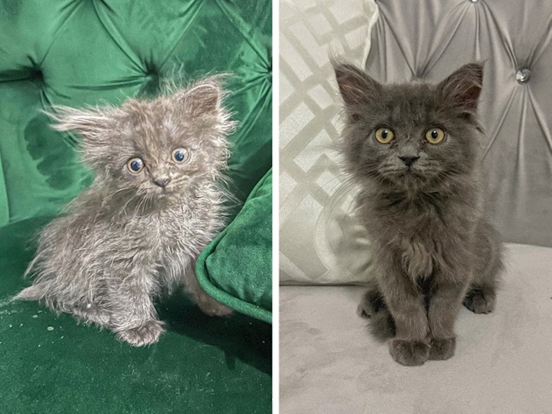 Kako je mališa izgledao na dan udomljenja, a kako 48 dana kasnije