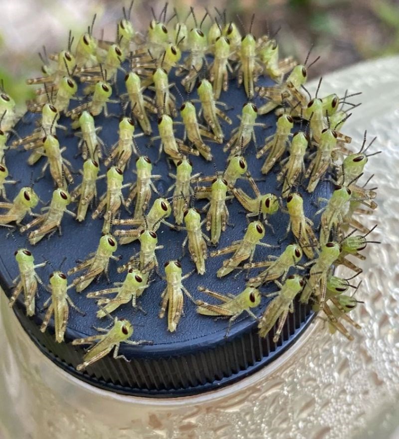 Koliko ih samo ima...