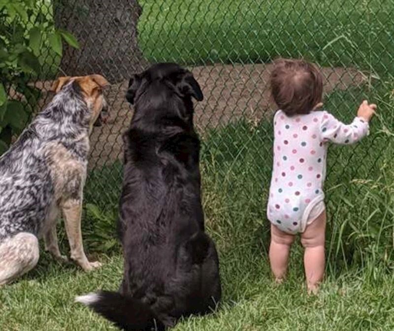 13. "Susjed je danima hranio pse poslasticama pa se i moja kćer priključila čekanju. Sad i ona dobije neki keksić"