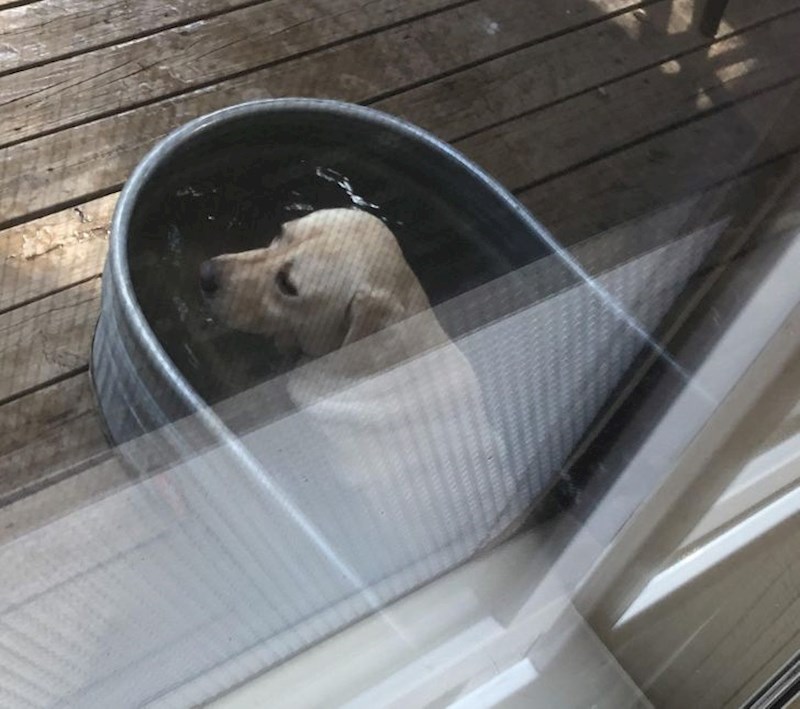 11. "Nekad zna po pola dana provesti u svojoj kadi dok laje na prolaznike"