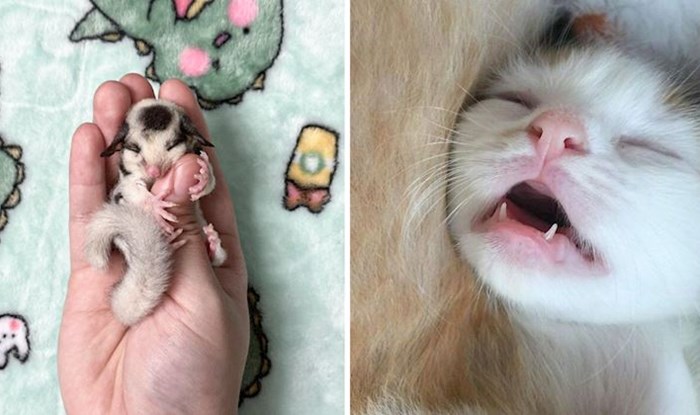 20 preslatkih fotografija mladunčadi životinja koje će vam izmamiti osmijeh na lice